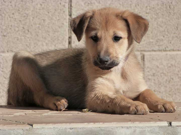 chinook puppy